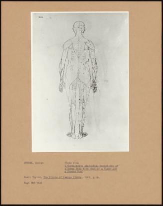 Plate From A Comparative Anatomical Exposition Of A Human Body With That Of A Tiger And A Common Fowl