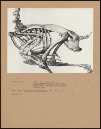 detail From A Plate From A Comparative Anatomical Exposition Of A Human Body With That Of A Tiger And A Common Fowl