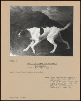 Phillis, a Pointer, the Property of Lord Clermont