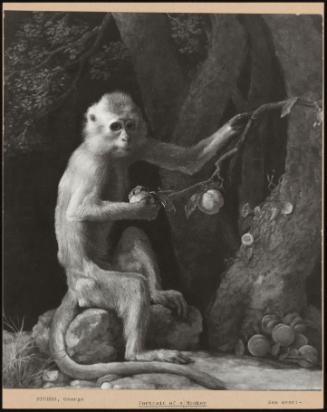 Portrait of Monkey (Probably M. Fascularis)