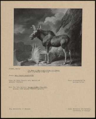 The Duke of Richmond's First Bull Moose