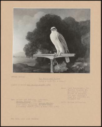 The Greenland Falcon