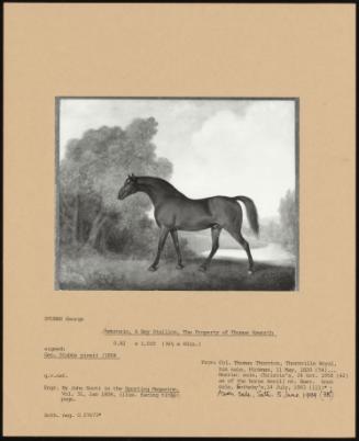 Ambrosio, a Bay Stallion, the Property of Thomas Haworth