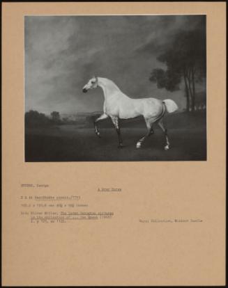 A Grey Horse