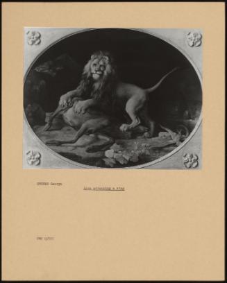 Lion Attacking a Stag