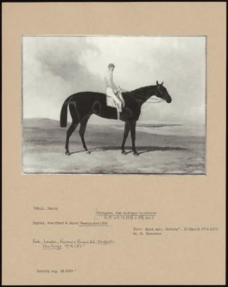 Ellington, The Dark Bay Racehorse