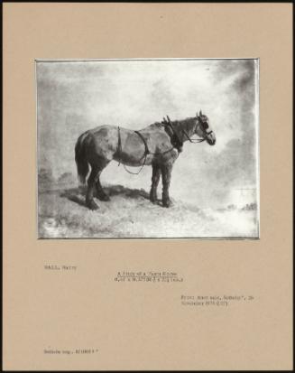 A Study Of A Farm Horse