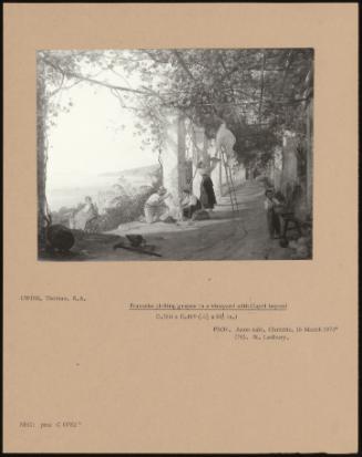 Peasants Picking Grapes In A Vineyard With Capri Beyond