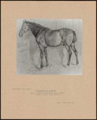 A Drawing Of A Horse