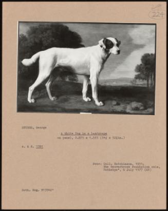 A White Dog in a Landscape