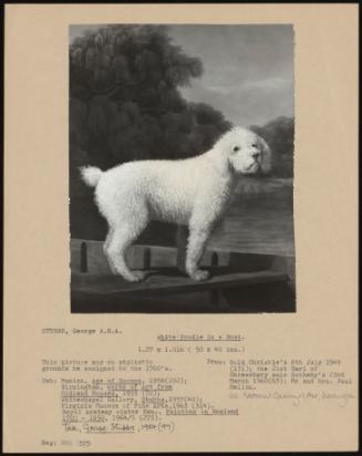 White Poodle in an Boat.
