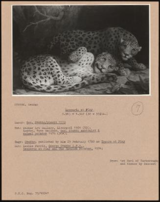 Leopards at Play