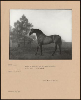 Anvil, by Herod Cut Out of a Mare by Feather