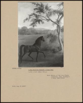 A Bay Stallion Beneath a Large Tree