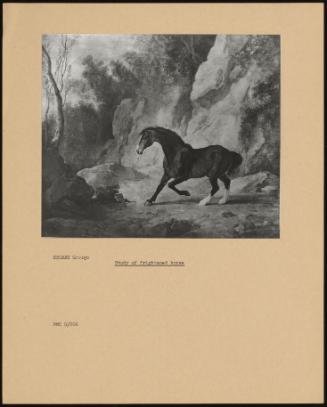 Study of Frightened Horse