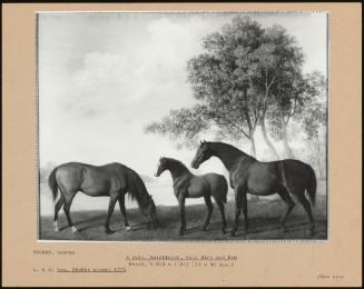 A Colt, Goldfinder, with Sire and Dam