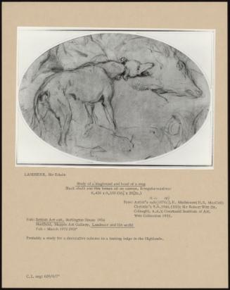 Study Of A Staghound And A Head Of A Stag