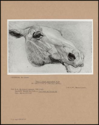 Horse's Head: Anatomical Study