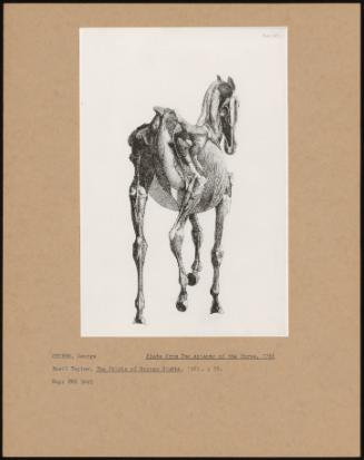 Plate From The Anatomy Of The Horse. 1766