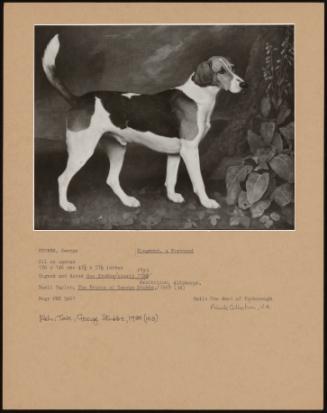 Ringwood, a Foxhound