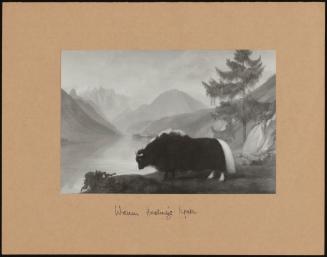 Warren Hasting's Yak