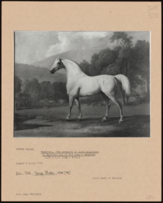 Mambrino, the Property of Lord Grosvenor, by Engineer Out of Old Cade's Daughter