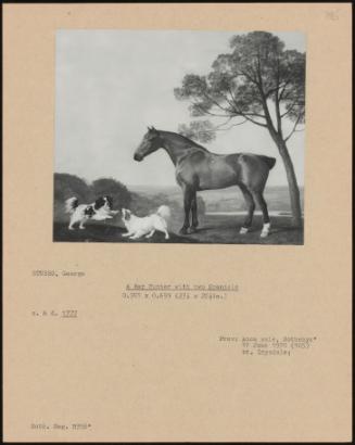 A Bay Hunter with Two Spaniels