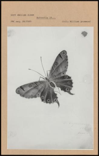 Butterfly 18
