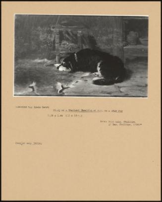 Study Of A Shetland Sheepdog At Rest On A Skin Rug