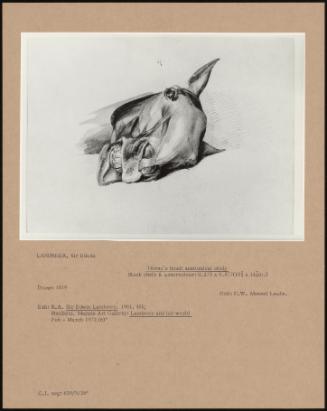 Horse's Head: Anatomical Study