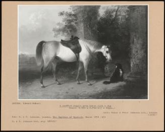 A Saddled Dapple Grey Horse With A Dog