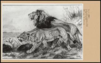 Lion And Lioness 1910