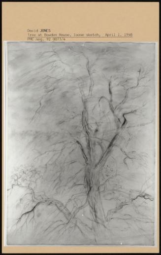 Tree At Bowden House, Loose Sketch, April 1 1948