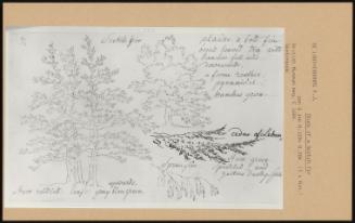 Study Of A Scotch Fir