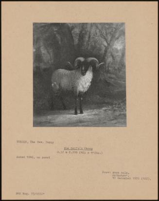 The Norfolk Sheep