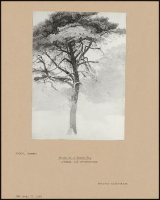 Study Of A Scots Fir