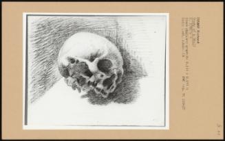 Study Of A Skull