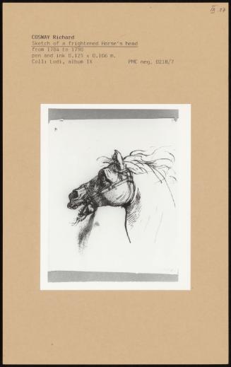 Sketch Of A Frightened Horse's Head