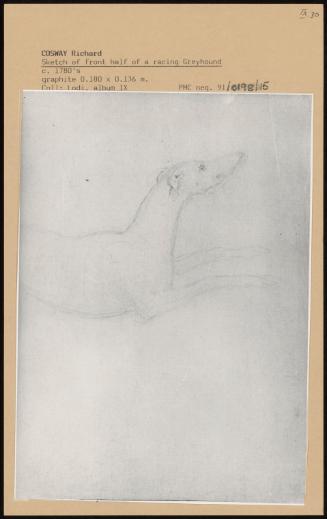 Sketch Of Front Half Of A Racing Greyhound