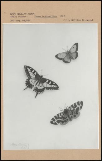 Three Butterflies 1827