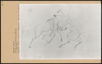 Sketch Of Two Horses Fighting