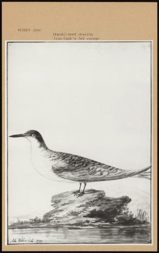 Unpublished Drawing From Cook's 3rd Voyage