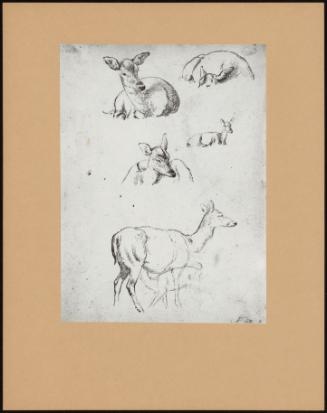 Pencil Studies Of Deer