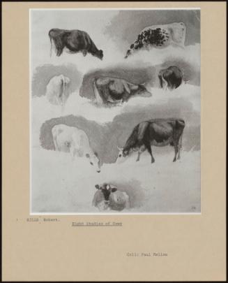 Eight Studies Of Cows