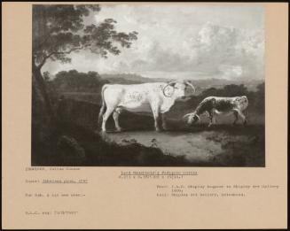 Lord Mansfield's Pedigree Cattle