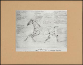 To The Second Anatomical Table Of Outline Of The Horse-Muscles In Action.