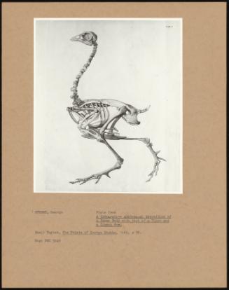 Plate From A Comparative Anatomical Exposition Of A Human Body With That Of A Tiger And A Common Fowl