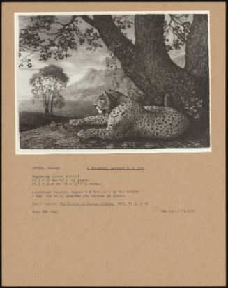 A Recumbent Leopard By A Tree