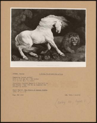 A Horse Frightened By A Lion