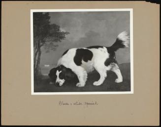 Black and White Spaniel in a Park with a Distant House